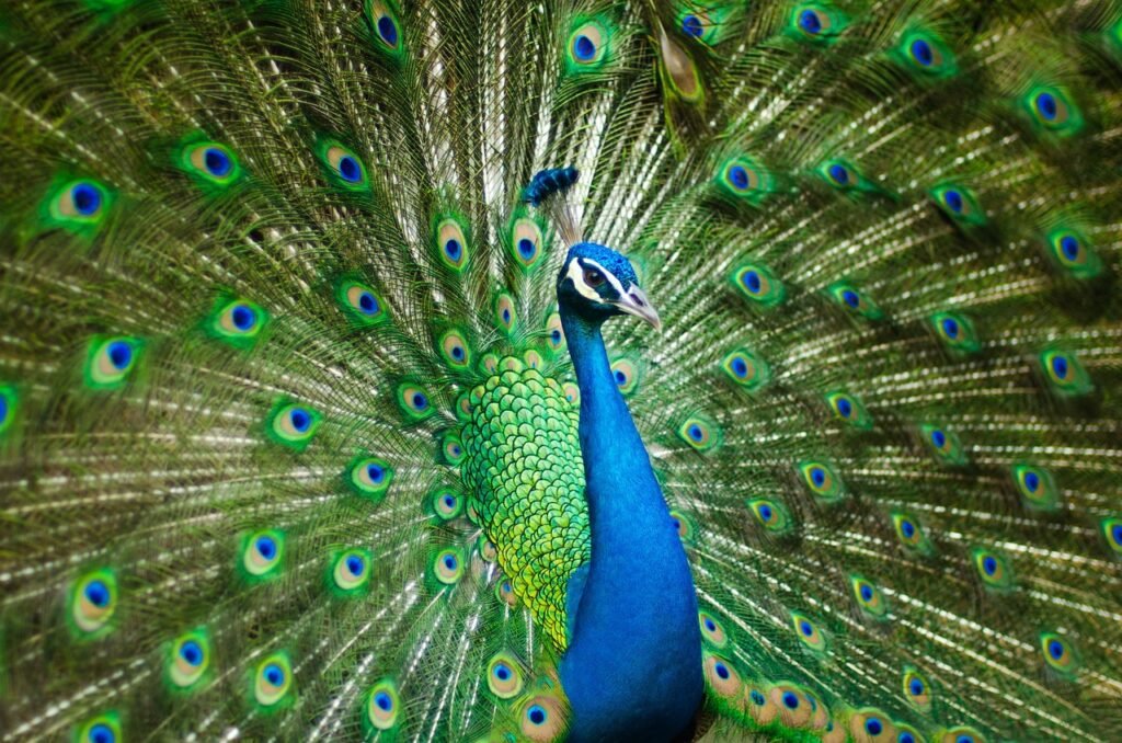 peafowl, peacock, bird, feathers, nature, pattern, design, peacock feathers, plumage, exotic bird, ave, avian, ornithology, animal world, india